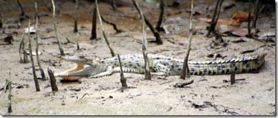 Small Salt water Crocodile cools himself