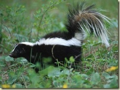 Skunk-in-Grass