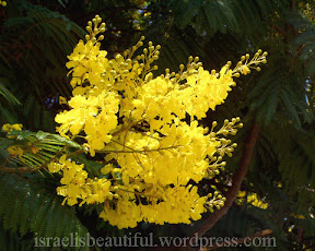 Yellow+poinciana