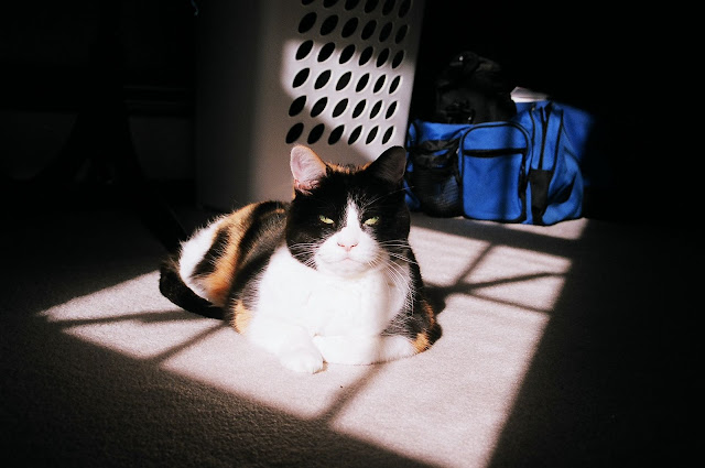 Stella looking like some cat mafia boss