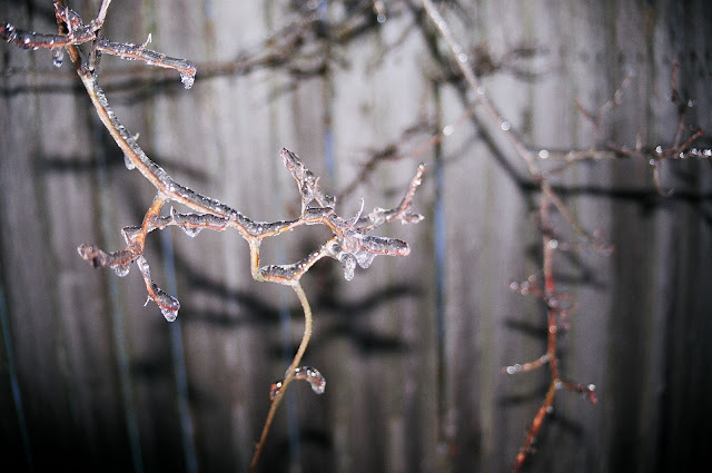 Ice on branches