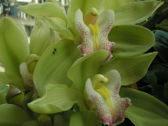 As minhas orquídeas, colheita 2008 3