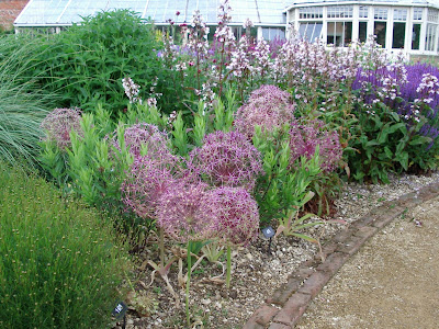 Alliums