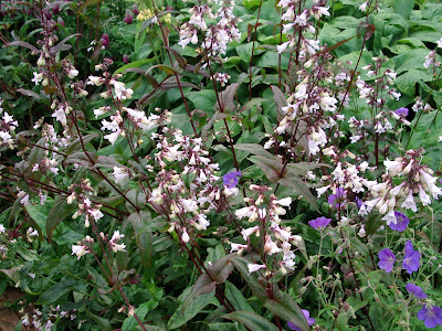 Walled Garden Scampston