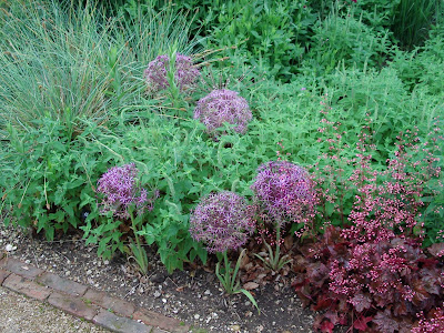 alliums