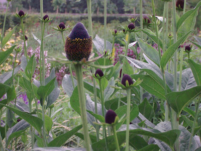 Black echinacea