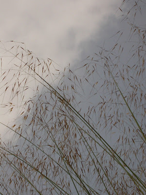 Tall grass