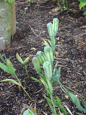 Walled Garden Scampston