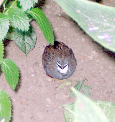 Quail