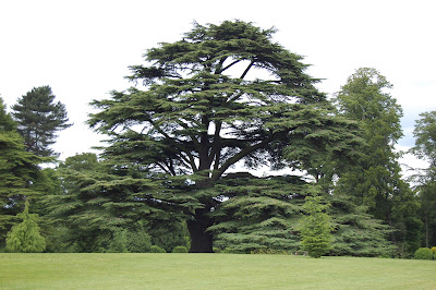 Entrance tree