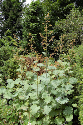 Macleya Cordifolia