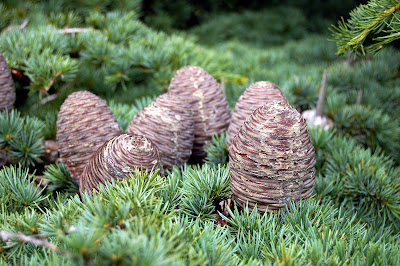 Cones