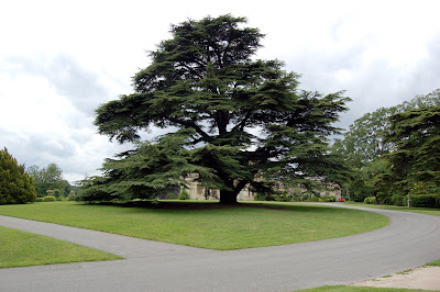 Entrance tree