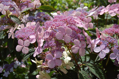 Lace cap Hydrangea