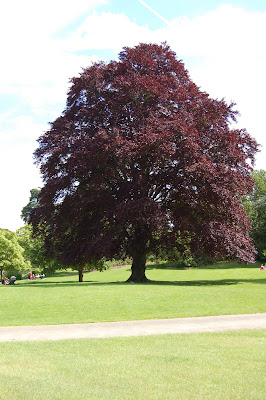 Landscape tree 2