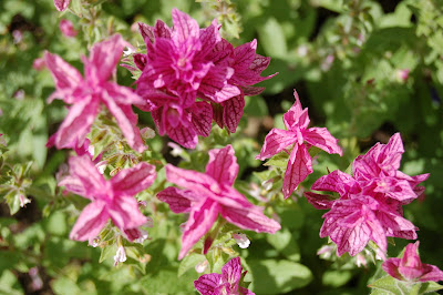 Clary Sage
