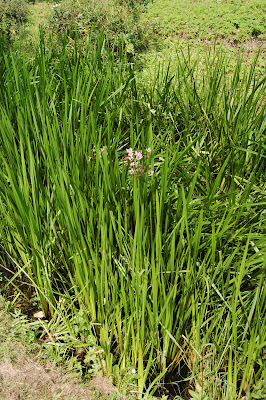 Water plant