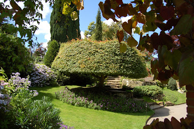 Clipped Acer