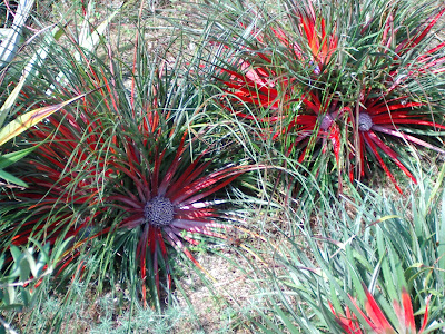 Eden project