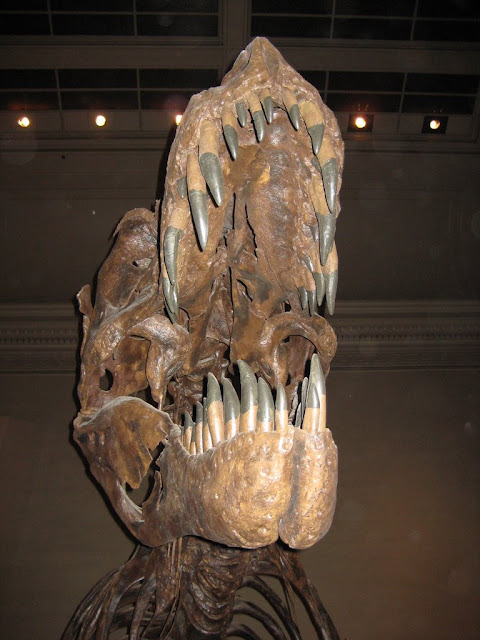 T-Rex