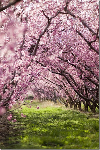 spring trees pink. [image from tagon]. Posted by Inspired to Flower at 7:15 