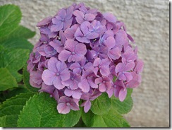 hydrangea