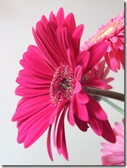 gerbera