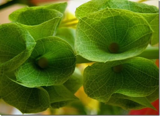 Bells Of Ireland. using Bells of Ireland:
