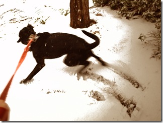 Beau romps in sepia toned snow      