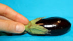 Mini aubergine
