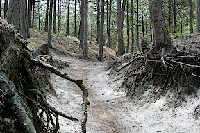 Schoorl