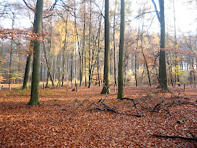 Ede Veluwe