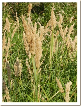 PICT0715