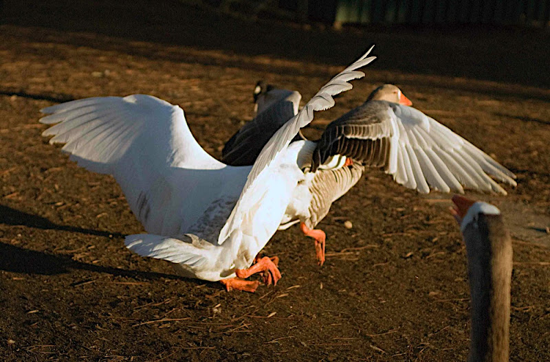 GOOSE FIGHT