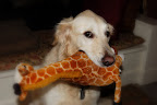 I caught a giraffe for you! White golden retriever with her prize. 