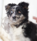 Australian Sheperd Mix puppy with one blue and one brown eye. 
