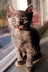 Cute gray kitten sticking out her tongue. Photo by Lisa Callagher Onizuka