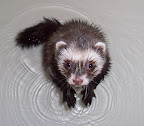 Splashy ferret pawing ripples in his bath. From Cute Overload.com