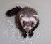 Splashy ferret pawing ripples in his bath. From Cute Overload.com