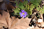 One of the first spring flowers...is it an anemone?