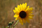Wild yellow roadside sunflower. Hailey, Idaho. 
