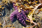 Purple starfish at low tide, Surprise Beach near Ketchikan AK. 