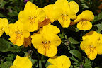 Yellow pansies. Sounds like they'd be wimpy, but they look tough like a bee to me. 