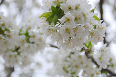 White Cherry Blossoms, Boise Idaho. 