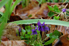 Damp spring violets. Riggins, ID. 