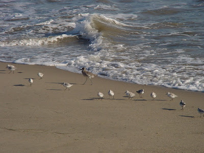 Little beach birds. Sandpipers? Photo by Dion Onizuka.