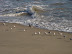 Little beach birds. Sandpipers? Photo by Dion Onizuka.