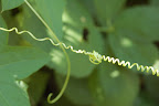 Hang on tight and don't let go! Wild cucumber tendrils. Photo by Lisa Callagher Onizuka