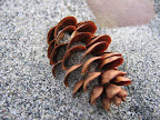 Pinecone in the sand. 