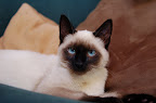Simon - Blue-eyed Siamese kitten. 